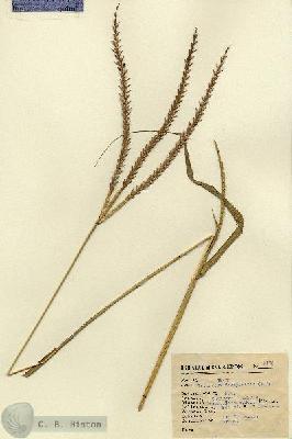 URN_catalog_HBHinton_herbarium_2183.jpg.jpg