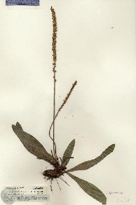 URN_catalog_HBHinton_herbarium_21630.jpg.jpg