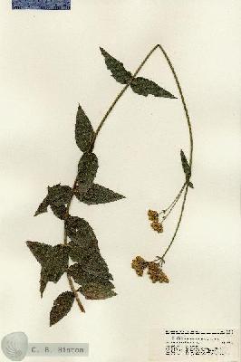 URN_catalog_HBHinton_herbarium_21642.jpg.jpg