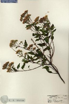 URN_catalog_HBHinton_herbarium_21706.jpg.jpg