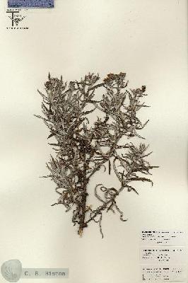 URN_catalog_HBHinton_herbarium_26152.jpg.jpg