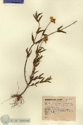 URN_catalog_HBHinton_herbarium_2175.jpg.jpg