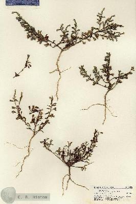 URN_catalog_HBHinton_herbarium_21754.jpg.jpg