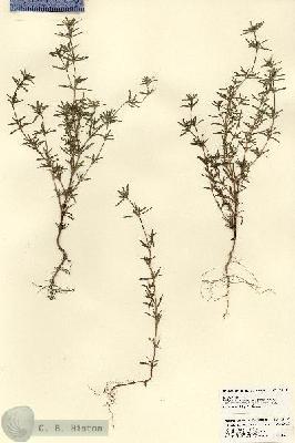 URN_catalog_HBHinton_herbarium_23519.jpg.jpg