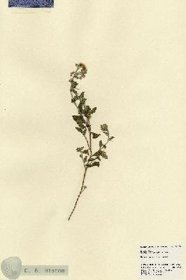URN_catalog_HBHinton_herbarium_21840.jpg.jpg