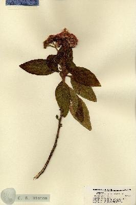 URN_catalog_HBHinton_herbarium_21841.jpg.jpg