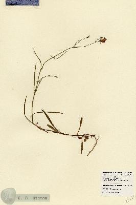 URN_catalog_HBHinton_herbarium_23522.jpg.jpg