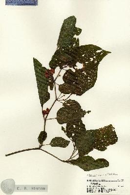 URN_catalog_HBHinton_herbarium_21690.jpg.jpg