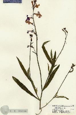 URN_catalog_HBHinton_herbarium_21703.jpg.jpg