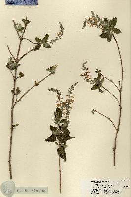URN_catalog_HBHinton_herbarium_21791.jpg.jpg
