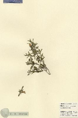 URN_catalog_HBHinton_herbarium_21795.jpg.jpg