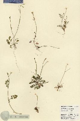 URN_catalog_HBHinton_herbarium_21813.jpg.jpg
