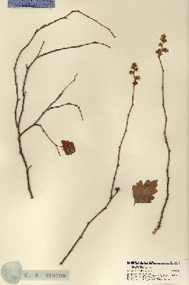 URN_catalog_HBHinton_herbarium_21814.jpg.jpg