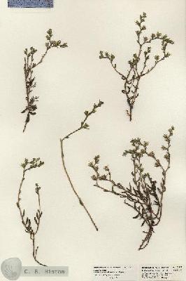 URN_catalog_HBHinton_herbarium_23591.jpg.jpg