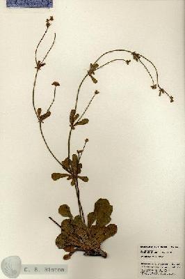 URN_catalog_HBHinton_herbarium_23624.jpg.jpg