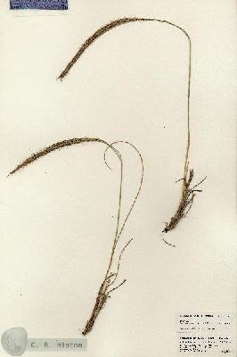 URN_catalog_HBHinton_herbarium_23597.jpg.jpg
