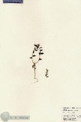 URN_catalog_HBHinton_herbarium_23610.jpg.jpg