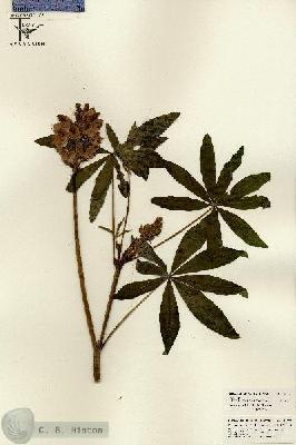 URN_catalog_HBHinton_herbarium_26179.jpg.jpg