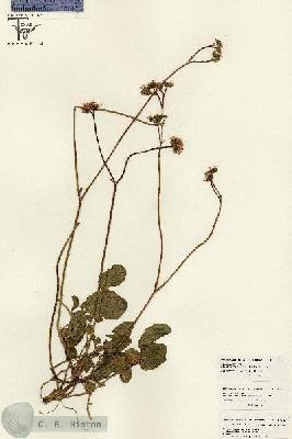 URN_catalog_HBHinton_herbarium_26182.jpg.jpg