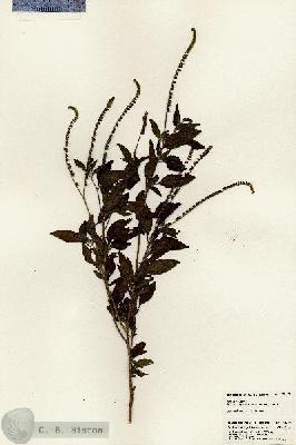 URN_catalog_HBHinton_herbarium_23617.jpg.jpg