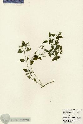 URN_catalog_HBHinton_herbarium_23674.jpg.jpg