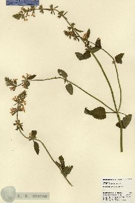 URN_catalog_HBHinton_herbarium_21919.jpg.jpg