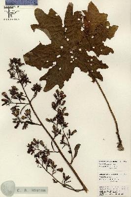 URN_catalog_HBHinton_herbarium_26198.jpg.jpg