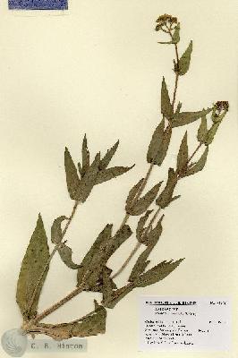 URN_catalog_HBHinton_herbarium_21951.jpg.jpg