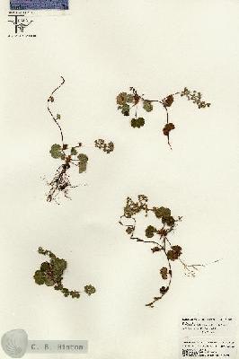 URN_catalog_HBHinton_herbarium_26305.jpg.jpg
