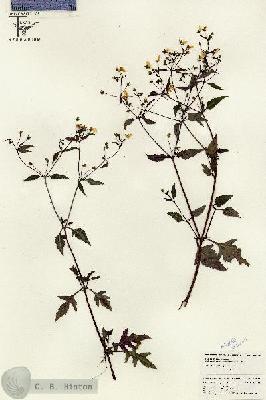 URN_catalog_HBHinton_herbarium_26310.jpg.jpg