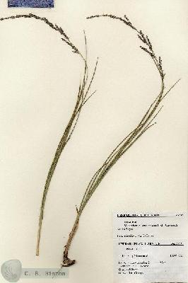 URN_catalog_HBHinton_herbarium_23707.jpg.jpg