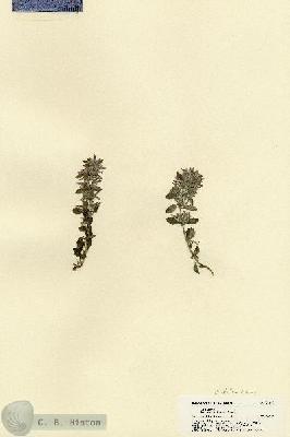 URN_catalog_HBHinton_herbarium_21884.jpg.jpg