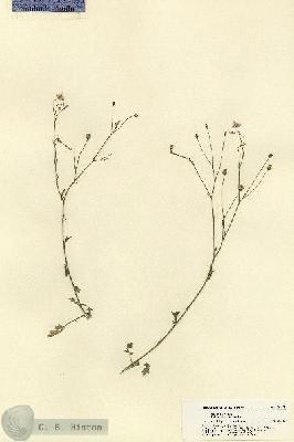 URN_catalog_HBHinton_herbarium_21885.jpg.jpg