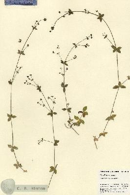 URN_catalog_HBHinton_herbarium_21916.jpg.jpg