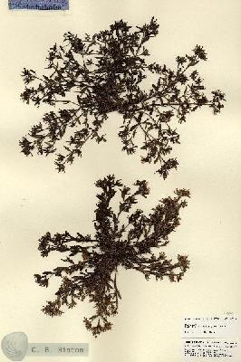 URN_catalog_HBHinton_herbarium_22017.jpg.jpg