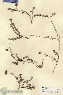URN_catalog_HBHinton_herbarium_22027.jpg.jpg