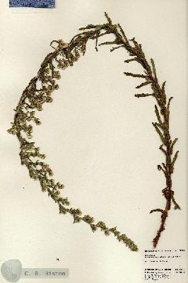 URN_catalog_HBHinton_herbarium_23798.jpg.jpg