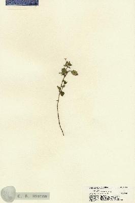 URN_catalog_HBHinton_herbarium_22070.jpg.jpg