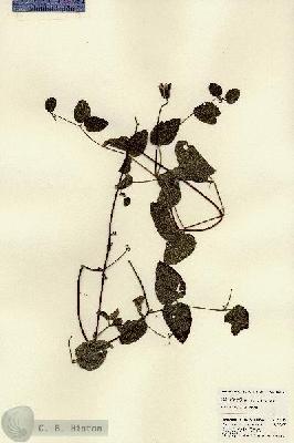 URN_catalog_HBHinton_herbarium_22110.jpg.jpg