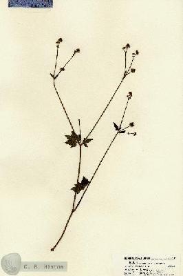 URN_catalog_HBHinton_herbarium_22139.jpg.jpg
