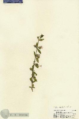 URN_catalog_HBHinton_herbarium_22083.jpg.jpg