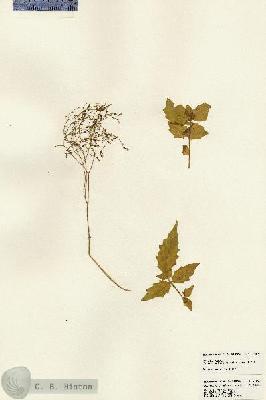 URN_catalog_HBHinton_herbarium_23809.jpg.jpg