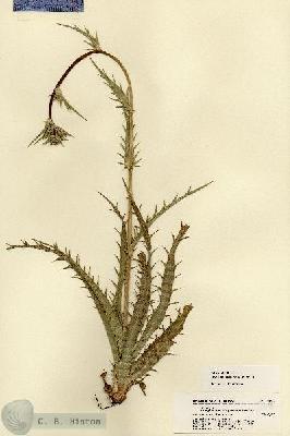 URN_catalog_HBHinton_herbarium_22096.jpg.jpg