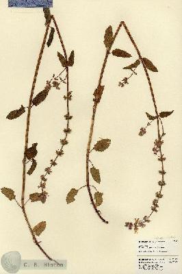 URN_catalog_HBHinton_herbarium_22102.jpg.jpg