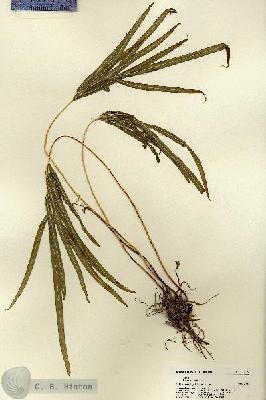 URN_catalog_HBHinton_herbarium_22122.jpg.jpg