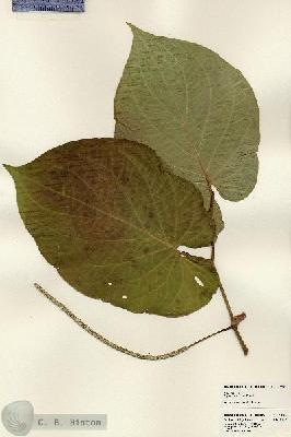URN_catalog_HBHinton_herbarium_23815.jpg.jpg