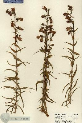 URN_catalog_HBHinton_herbarium_22126.jpg.jpg