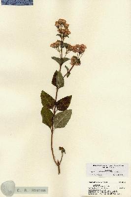 URN_catalog_HBHinton_herbarium_22131.jpg.jpg