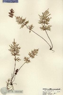URN_catalog_HBHinton_herbarium_22146.jpg.jpg