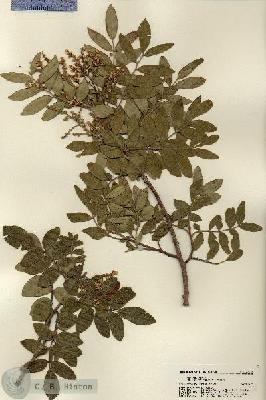 URN_catalog_HBHinton_herbarium_22158.jpg.jpg
